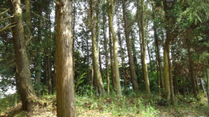 杉林と竹林風景